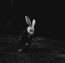 Rabbit Alice In Wonderland GIF - Rabbit Alice In Wonderland Clock Is Ticking GIFs
