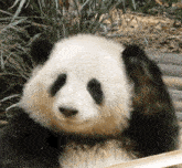 Huahuapanda Gautruc GIF - Huahuapanda Gautruc Panda GIFs