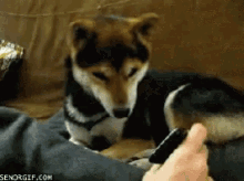 Confused What GIF - Confused What Funny GIFs