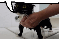 a person holding a black and white cat in their hands