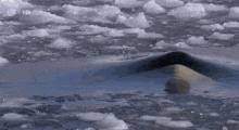 Orca: “hello Friends Where’s The Party” Penguins: “fuck Shit Not This Asshole Again Run” GIF - Orca Emerge GIFs