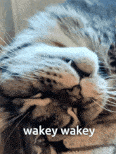 Kitty Sleep GIF - Kitty Sleep Wakey Wakey GIFs