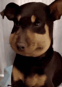 Mitskidiamandis Dog GIF