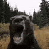 Bear Scream GIF - Bear Scream GIFs