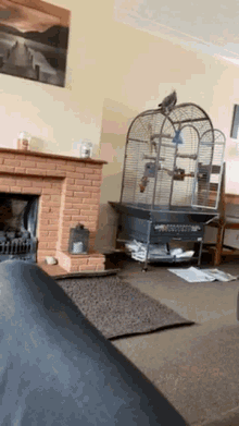 Parrot Flight Parrot Flying GIF - Parrot Flight Parrot Flying Parrot Attack GIFs