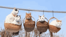 Cats Cute GIF - Cats Cute Basket GIFs