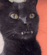 Cat Black Cat GIF - Cat Black Cat Void GIFs
