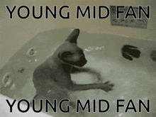 Young Mid Fan GIF - Young Mid Fan Young Mid GIFs