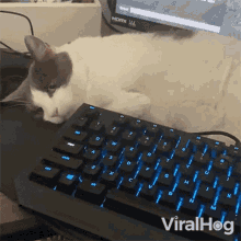 Grumpy Cat Viralhog GIF - Grumpy Cat Viralhog Dont Touch My Keyboard GIFs