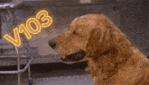 a dog with v103 written on the bottom right