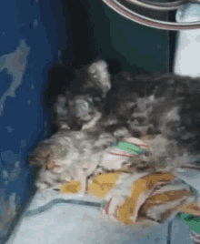 Que Dogs GIF - Que Dogs GIFs