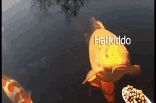 Hatkiddo Fish GIF - Hatkiddo Fish Robox GIFs