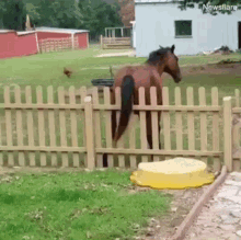 funny itchy horse