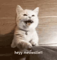 Meowstie Cat GIF - Meowstie Cat Ksp GIFs