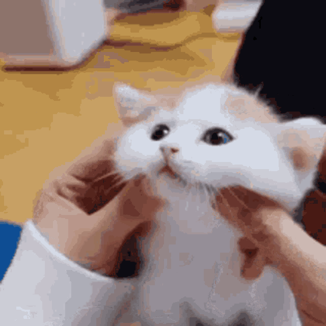 Cat Uwu GIF - Cat Uwu Cute - Discover & Share GIFs