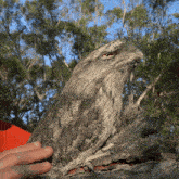 a bird is perched on a tree branch with a person 's hand