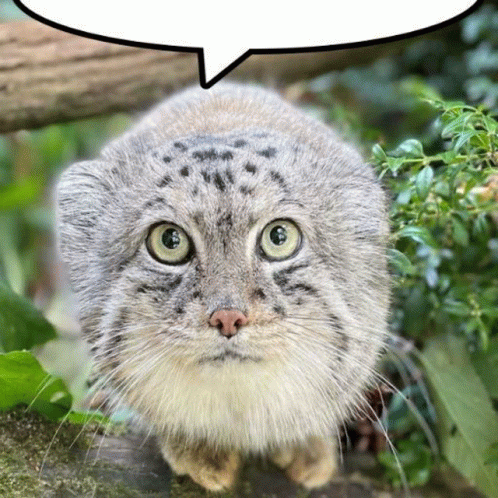 Pallas Cat Meme