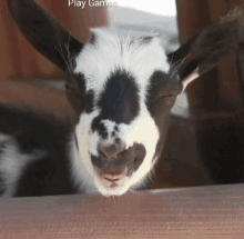 happy hi goats sleepy