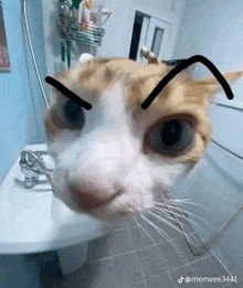 a close up of a cat making a funny face in front of a sink in a bathroom .