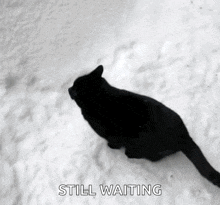 Cat Disapear Cat Snow GIF - Cat Disapear Cat Snow Cat Jump Fail GIFs