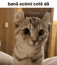 Eleli What Are You Doing Cat GIF - Eleli What Are You Doing Cat Curling GIFs