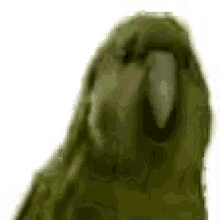 Wtf Parrot Shake Head GIF - Wtf Parrot Shake Head GIFs