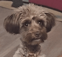 a small dog with a collar is looking at the camera