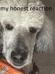 My Honest Reaction Dog GIF - My Honest Reaction Dog Funny GIFs