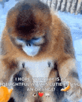 a monkey is eating an orange with a heart in its eye .