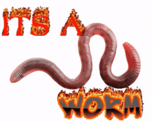a picture of a worm with the words " it 's a worm "