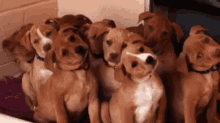 Cute Puppy Dogs GIF - Cute Puppy Dogs Cute Animals GIFs