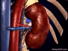 Kidney GIF - Kidney GIFs