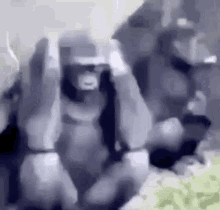 Funny Gorilla GIF - Funny Gorilla Angry GIFs