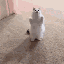 Cute Cat GIF - Cute Cat Boop GIFs