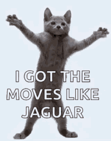 Crazy Cat Moves GIF - Crazy Cat Moves Like Jaguar GIFs