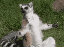 playful play dead acting pet lemur