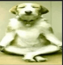 a brown and white dog is sitting in a lotus position with its eyes closed
