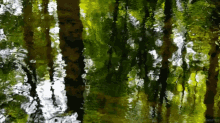 trees reflections