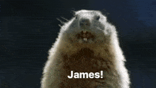 James Shout GIF - James Shout Root GIFs