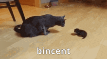a cat is playing with a small kitten on a wooden floor and the word bincent is on the bottom