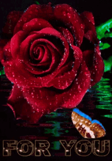 For You Butterfly GIF