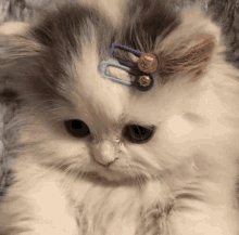 Jeon Jungkook Jungkook Cat GIF - Jeon Jungkook Jungkook Cat Cat GIFs