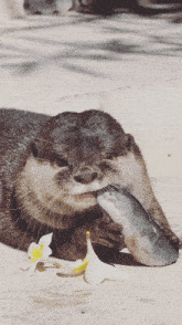 Otter Cute GIF - Otter Cute Food GIFs