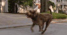 Running Think Like A Dog GIF - Running Think Like A Dog Sprint GIFs