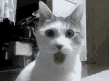 Cat Shocked GIF - Cat Shocked Mouth Open GIFs