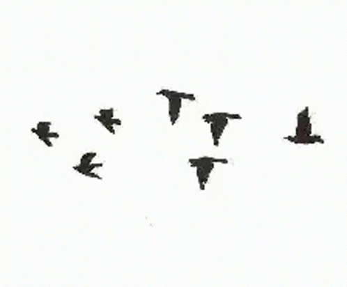 Birds Flying GIF - Birds Flying Silhouette - Discover & Share GIFs