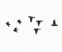 Birds Flying GIFs | Tenor