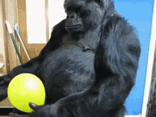 gorilla balloon playing bouncing