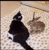 a black and white cat looking at a rabbit on a polka dot rug
