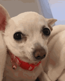 Dog Smile Wink Flirt Chihuahua Cute Charming Doggo GIF - Dog Smile Wink Flirt Chihuahua Cute Charming Doggo GIFs
